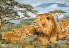 Африканские львы 