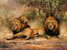 Львы на отдыхе         