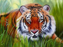 Тигр в траве                             